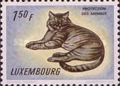 Domestic Cat (Felis silvestris catus)