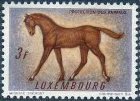 Horse (Equus ferus caballus)