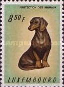 Dachshund (Canis lupus familiaris)