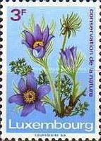 Pasqueflower (Pulsatilla vulgaris)