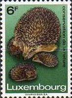 European Hedgehog (Erinaceus europaeus) and 3 Young