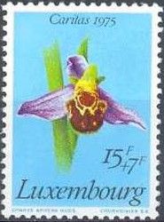 Ophrys apifera - Bee Orchid
