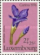 Fringed Gentian (Gentiana ciliata)