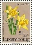 Wild Daffodil (Narcissus pseudonarcissus)