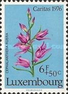 Red Hellborine Orchid (Cephalanthera rubra)