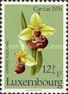 Late Spider Orchid (Ophrys fuciflora)