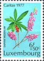 Daphne (Daphne mezereum)