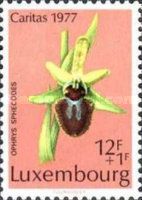 Early Spider Orchid (Ophrys sphegodes)