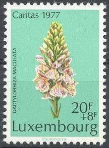 Heath Spotted Orchid (Dactylorhiza maculata)