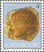 Saltwater Clam (Pecten sp.)