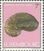 Oyster (Gryphaea arcuata)