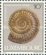 Ammonite Shell (Coeloceras raquinianum)