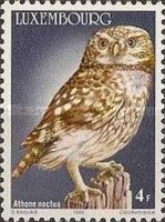 Little Owl (Athene noctua)