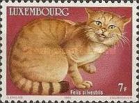 European Wildcat (Felis silvestris)
