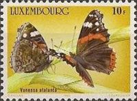 Red Admiral (Vanessa atalanta)