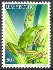 European Tree Frog (Hyla arborea)