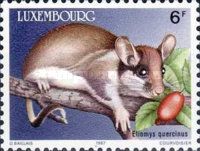 European Garden Dormouse (Eliomys quercinus)