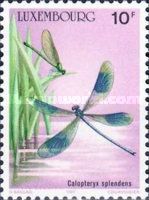 Banded Demoiselle (Calopteryx splendens)