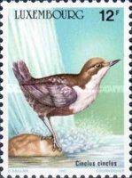 White-throated Dipper (Cinclus cinclus)
