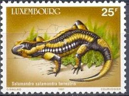 Fire Salamander (Salamandra salamandra terrestris)