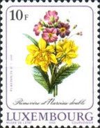 Illustration of Primulas and Double Narcissus