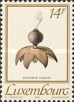 Geastrum varians