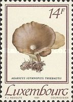 Agaricus (Gymnopus) thiebautii