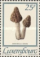 Morchella favosa