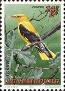 Golden Oriole (Oriolus oriolus)