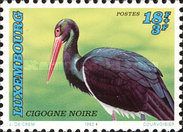 Black Stork (Ciconia nigra)