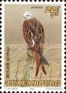 Red Kite (Milvus milvus) 