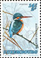 Common Kingfisher (Alcedo atthis)