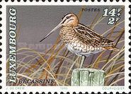 Common Snipe (Gallinago gallinago)