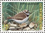 Little Ringed Plover (Charadrius dubius)