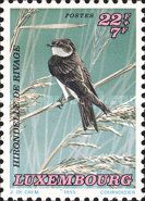 Sand Martin (Riparia riparia)