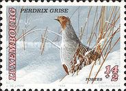Gray Partridge (Perdix perdix)