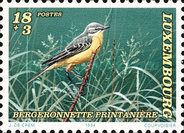 Yellow Wagtail (Motacilla flava)
