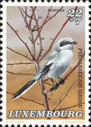 Great Grey Shrike (Lanius excubitor)