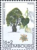 Broad-leaved Linden (Tilia platyphyllos)
