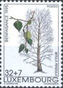 Silver Birch (Betula pendula)