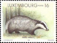 Eurasian Badger (Meles meles)