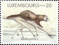 Eurasien Polecat (Mustela putorius)
