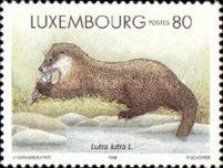Eurasian Otter (Lutra lutra)