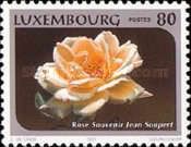 "In Memory of Jean Soupert" (peach rose)