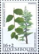 Wych Elm (Ulmus glabra)