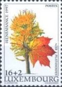 Norway Maple (Acer platanoides)