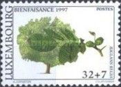 Walnut Tree (Juglans regia)
