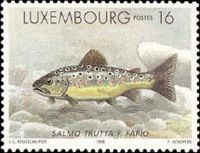 Brown Trout (Salmo trutta f. fario)