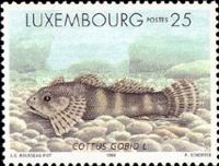 Bullhead (Cottus gobio)