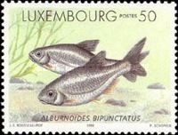 Spirlin (Alburnoides bipunctatus)